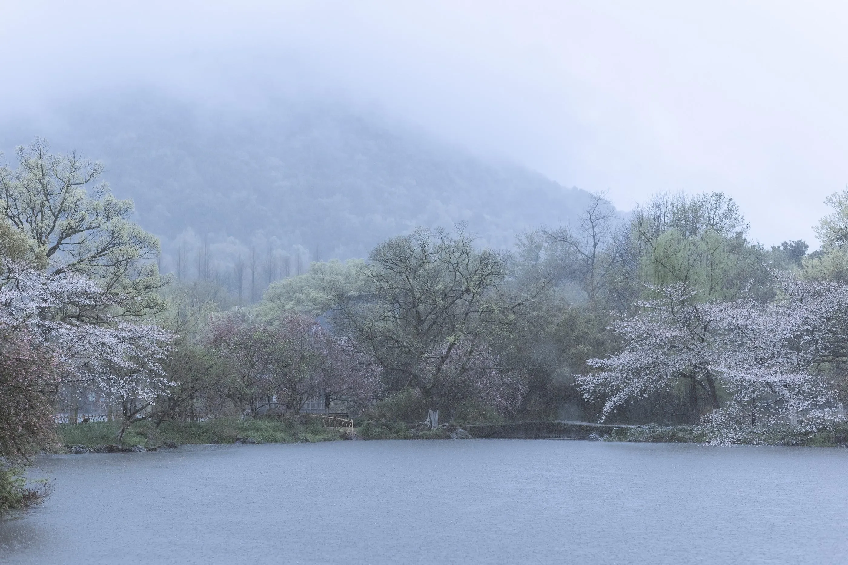 [艺图语] 2022.05.25 雨樱花 眸小妖 [46P]插图3